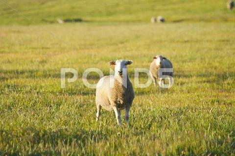 Sheep in a field looking at the camera Stock Photos