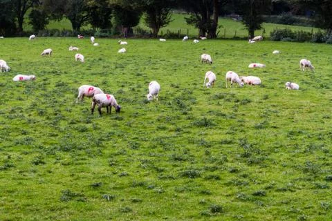 Sheep in field marked with P Stock Photos