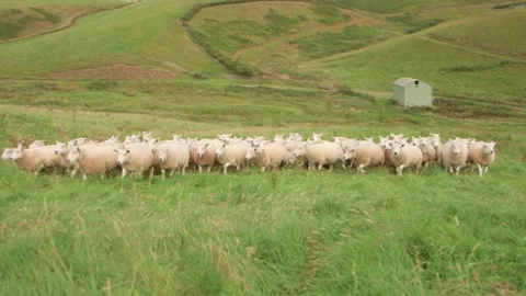Sheep on field moving towards camera Vidéo 143735817