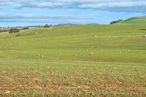 Sheep in the field Stock Photos