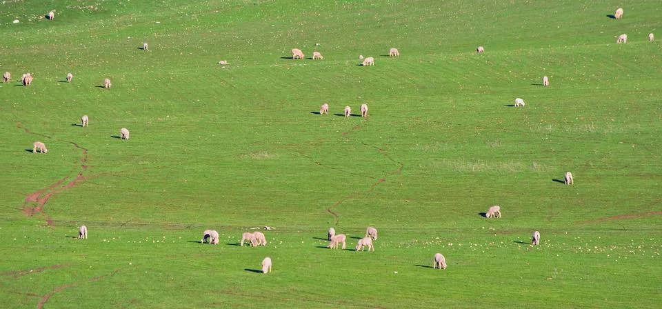 Sheep in the field Stock Photos