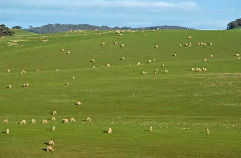Sheep in the field Foto stock