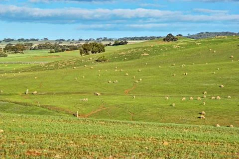 Sheep in the field Stock Photos