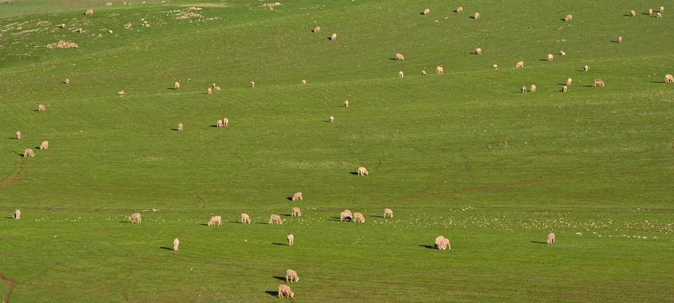 Sheep in the field Stock Photos