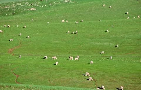 Sheep in the field Stock Photos