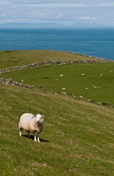 Sheep in field Stock Photos