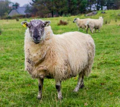 Sheep in field Stockfoto's