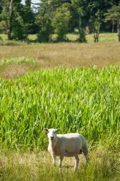 Sheep in a field Stock Photos