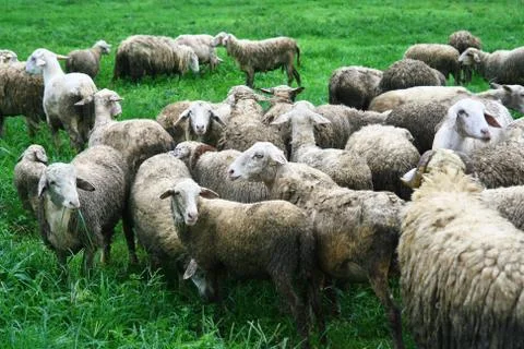 Sheep in field Stock Photos