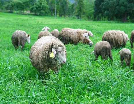 Sheep in field Stock Photos