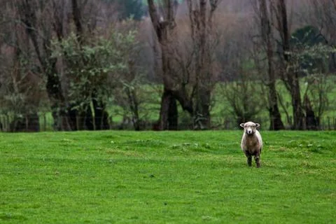 Sheep in a field Stock Photos