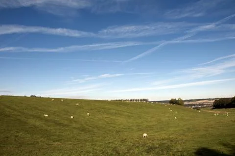 Sheep in a field Stock Photos