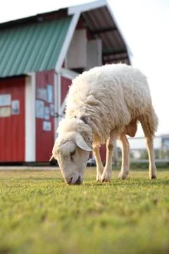 Sheep in field Stock Photos