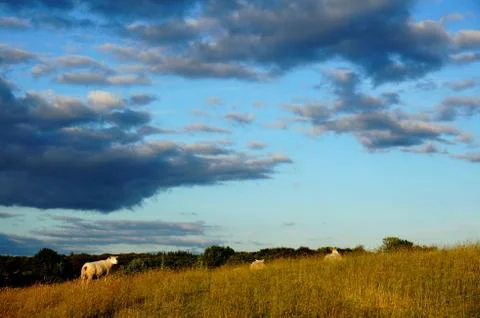 Sheep on the field Stock Photos