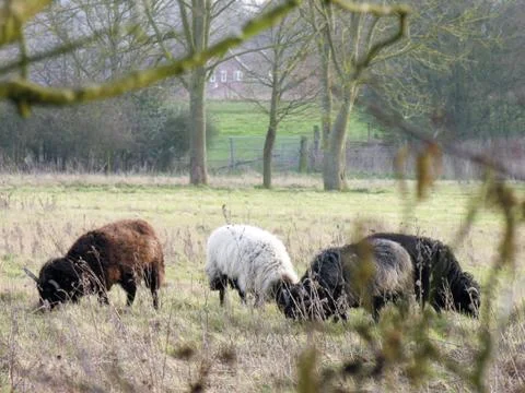 Sheep in a Field Stock Photos