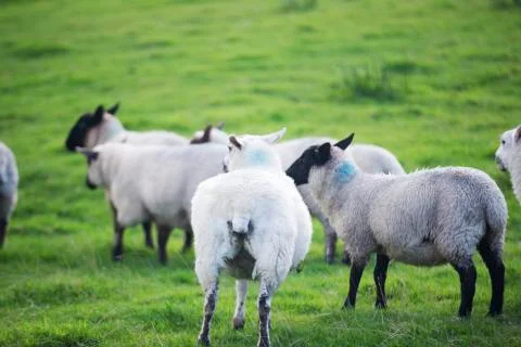 Sheep in the field  Stock Photos