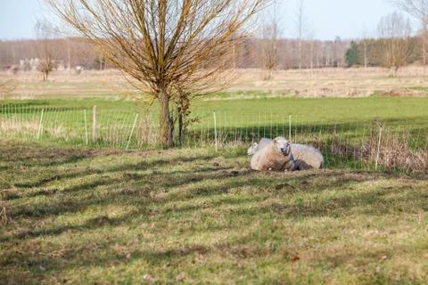 Sheep in the field Stock Photos
