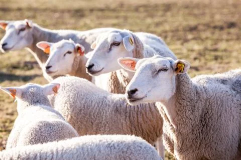 Sheep in the field Stock Photos