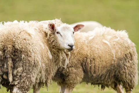 Sheep on the field Stock Photos