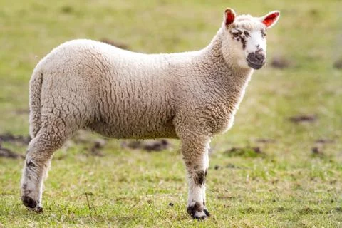 Sheep on the field Stock Photos