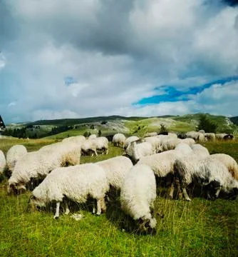 Sheep in the field Stock Photos