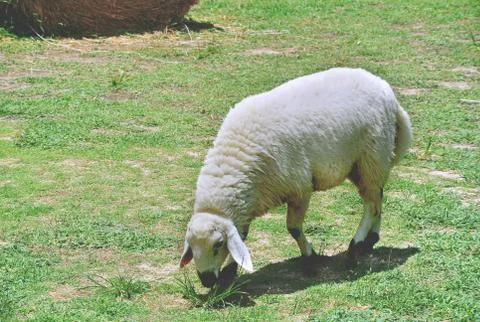 Sheep in the Field Stock Photos