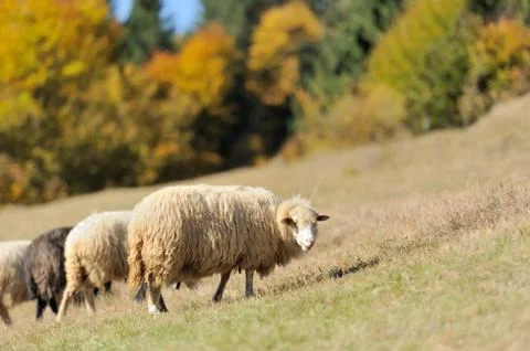 Sheep on a field Stock Photos