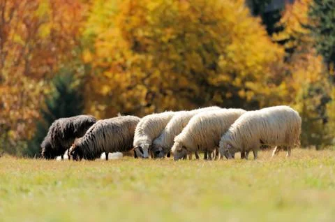 Sheep on a field Stock Photos