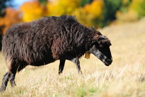 Sheep on a field Stock Photos