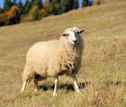 Sheep on a field Stock Photos