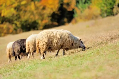 Sheep on a field Stock Photos