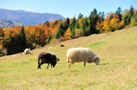Sheep on a field Fotos de archivo