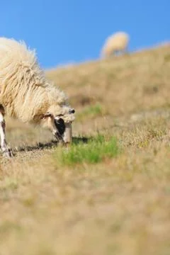 Sheep on a field Stock Photos