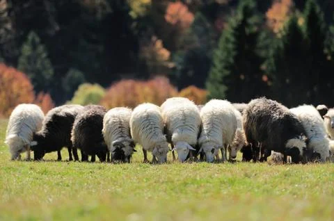 Sheep on a field Stock Photos
