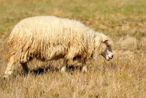 Sheep on a field Stock Photos