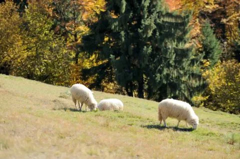Sheep on a field Stock Photos