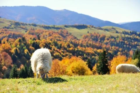 Sheep on a field Stock Photos