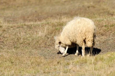 Sheep on a field Stock Photos