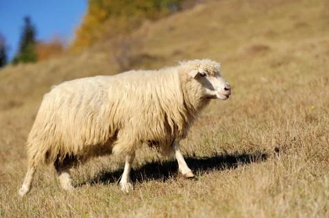 Sheep on a field Stock Photos