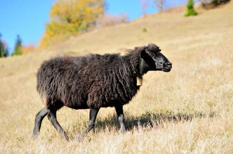 Sheep on a field 写真素材