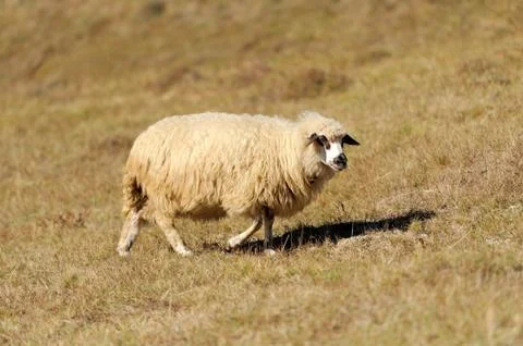 Sheep on a field Stock-Fotos