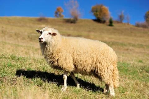 Sheep on a field Stock Photos