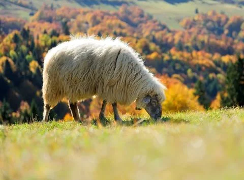 Sheep on a field Stock Photos