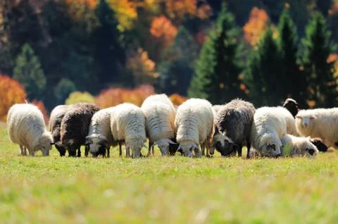 Sheep on a field Stock Photos