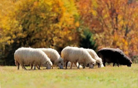 Sheep on a field Stock Photos
