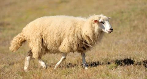 Sheep on a field Stock Photos