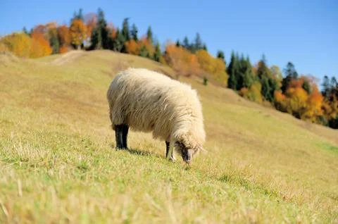 Sheep on a field Stock Photos