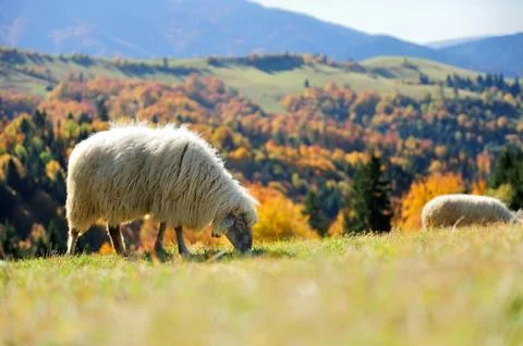 Sheep on a field Stock Photos