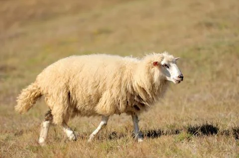 Sheep on a field Stock Photos