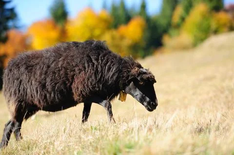 Sheep on a field Stock Photos